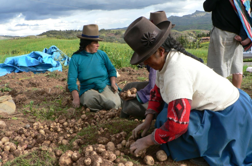  Los Problemas y Cuellos de Botella que Enfrenta la Agricultura Peruana