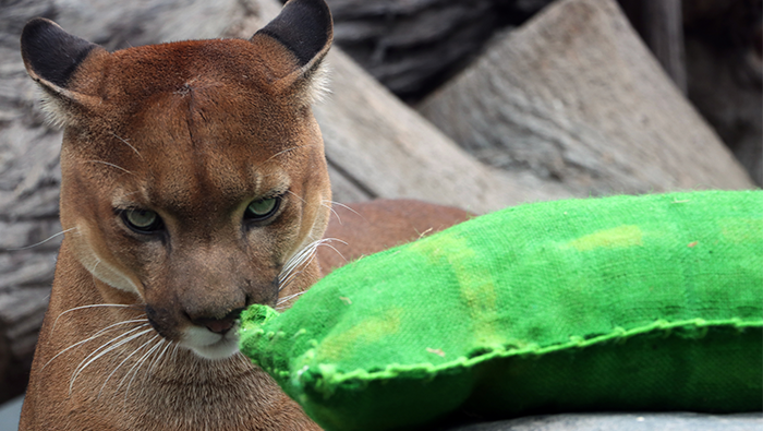  ¡Celebra la Naturaleza! Actividades Inolvidables en el Parque de las Leyendas