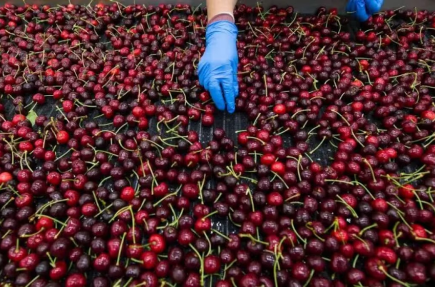  Perú Aumenta la Siembra de Cerezas: ¿Competirá con Chile?