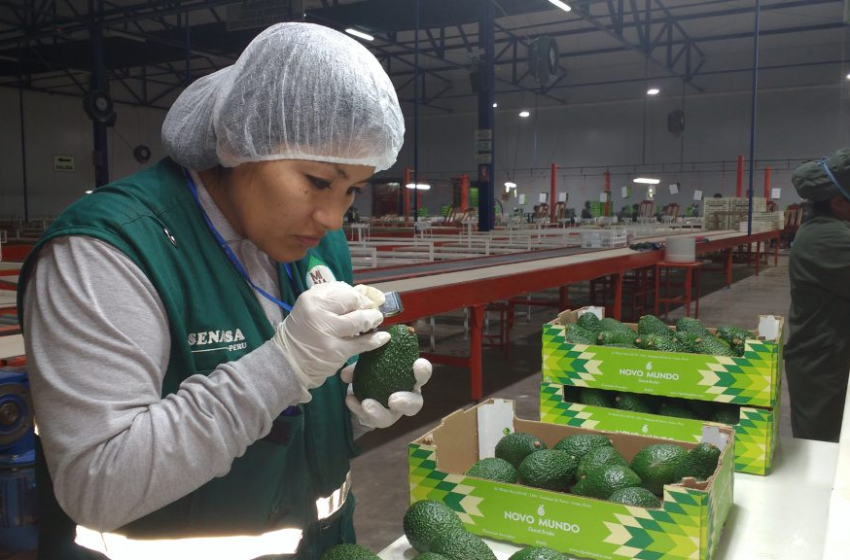  Perú: Líder en exportación de aguacates a China en 2023