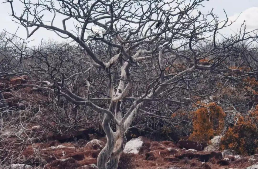  Palo Santo: El árbol sagrado peruano que purifica y sana