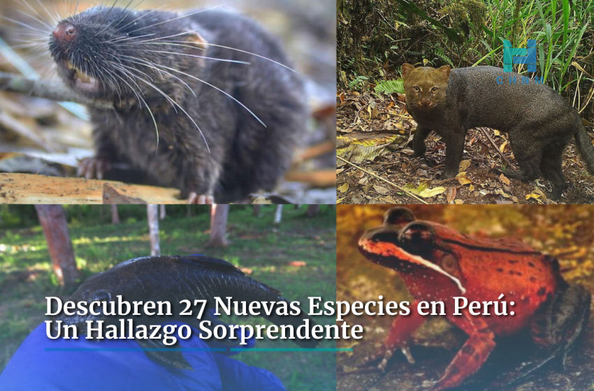  Descubren 27 Nuevas Especies en Perú: Un Hallazgo Sorprendente