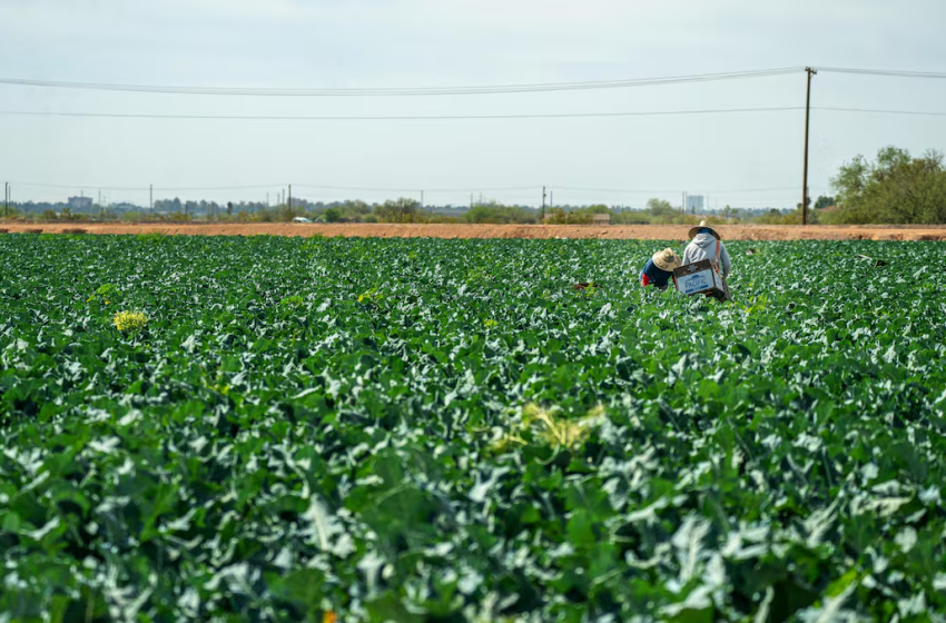  Agroindustria Peruana: Más de US$ 300 Millones en Inversiones para 2025