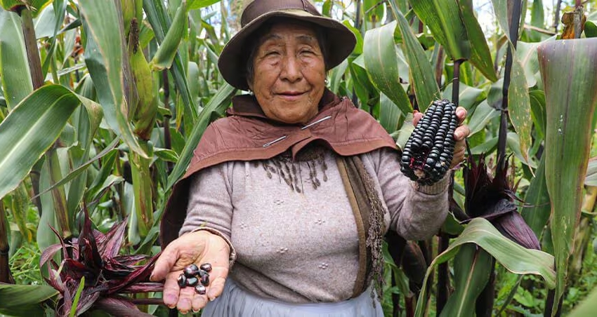 Maíz morado peruano: superalimento ancestral con beneficios únicos
