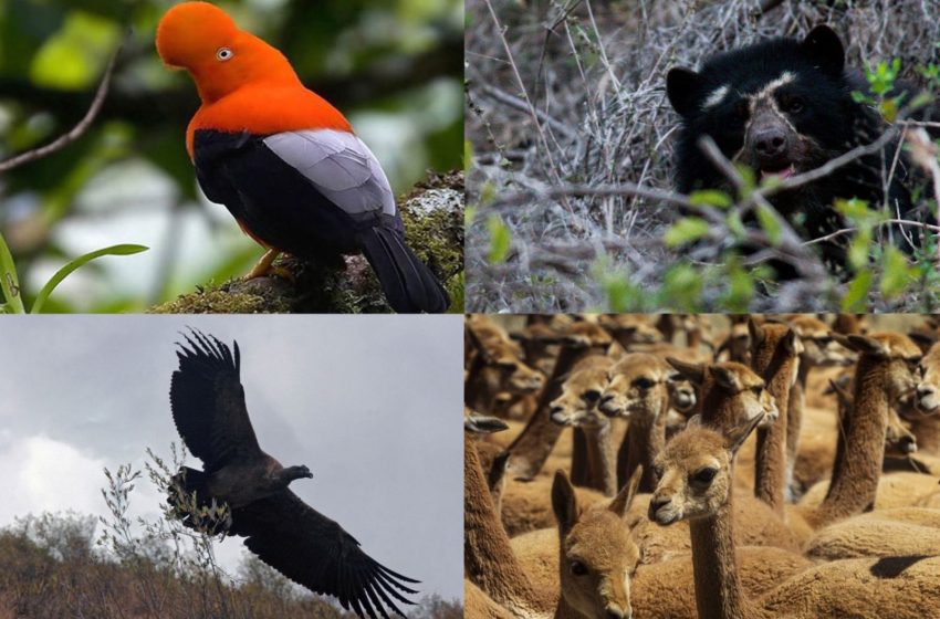 Fauna silvestre en Perú: los 10 animales emblemáticos que debes conocer