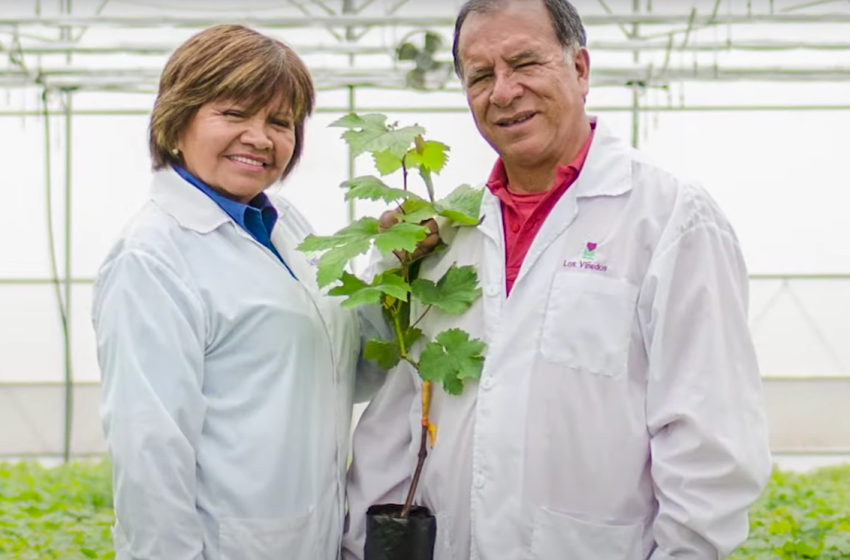 Alianza Perú-Chile impulsa fitomejoramiento con tecnología avanzada