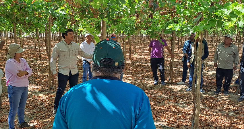 Agroexportación en Ica: crecimiento, empleo y liderazgo nacional