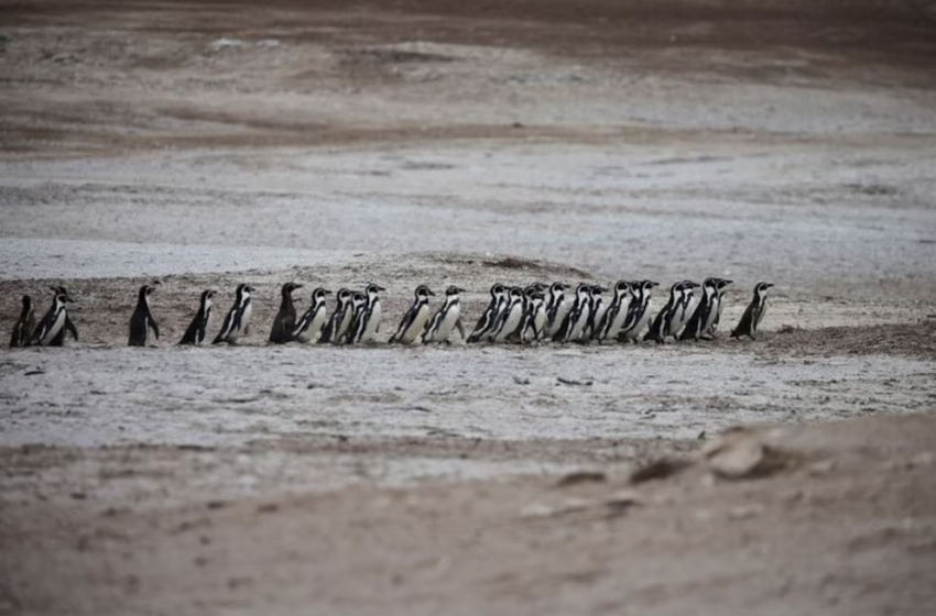Perú: aves guaneras al borde del colapso, 75% de pérdida