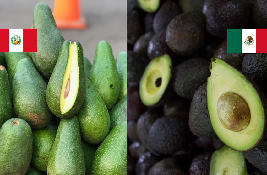  Saturación en EE.UU. desafía liderazgo de México en aguacate