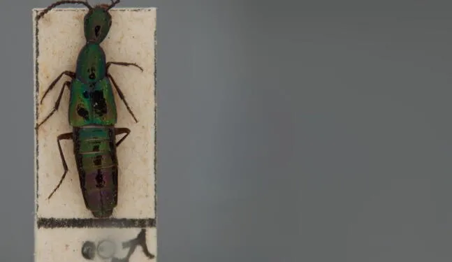  Museo UNMSM descubre nuevas especies de escarabajos en Andes de Cusco