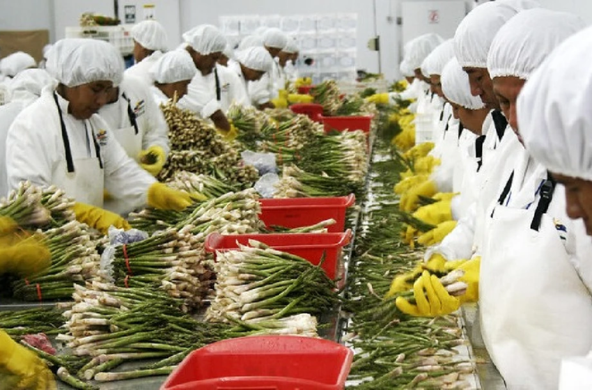  Exportaciones agrícolas orgánicas del Perú crecen 45% en 2025