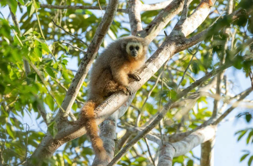 Mono tití de San Martín: clave la conservación en bosques urbanos de Perú