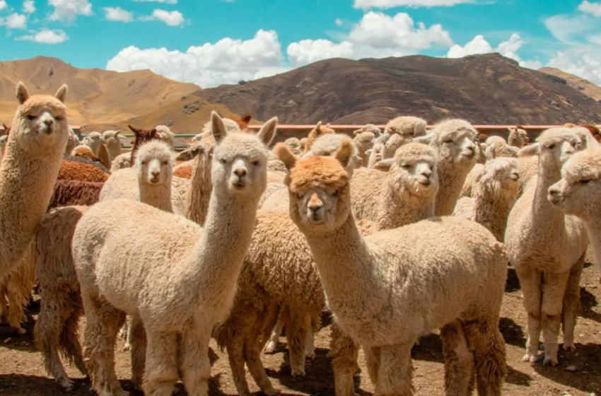  Día Nacional de la Alpaca: Biodiversidad y economía en Perú