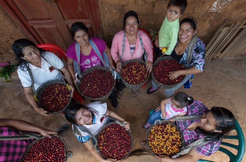 Internacionalización del café peruano liderada por mujeres amazónicas