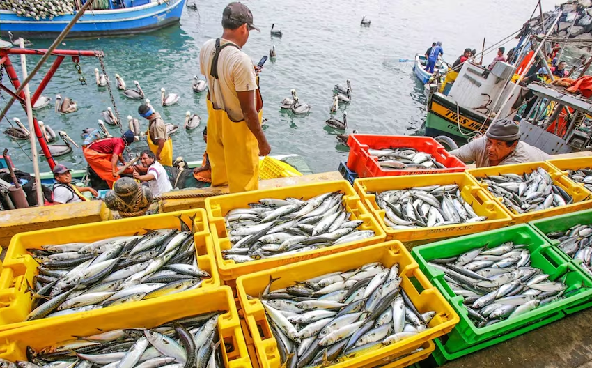  Perú inicia temporada de pesca de anchoveta 2025 con 500 mil toneladas