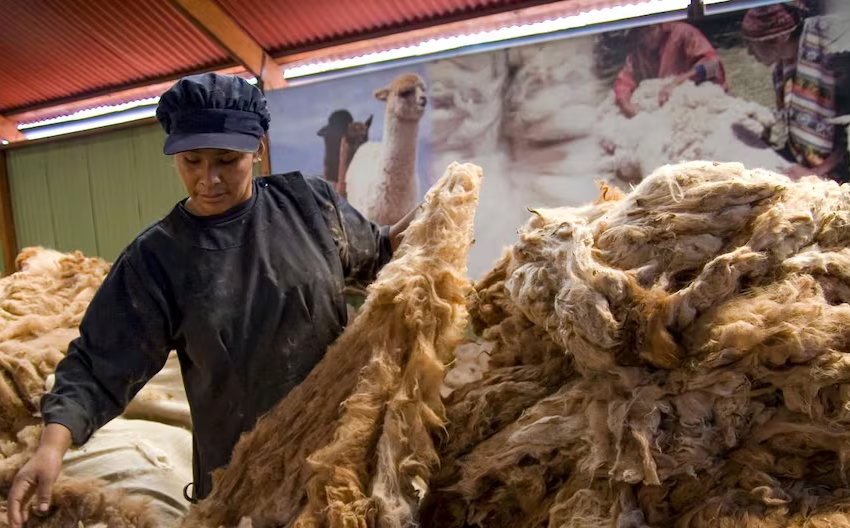  Demanda de lana de alpaca peruana en China crece un 5%