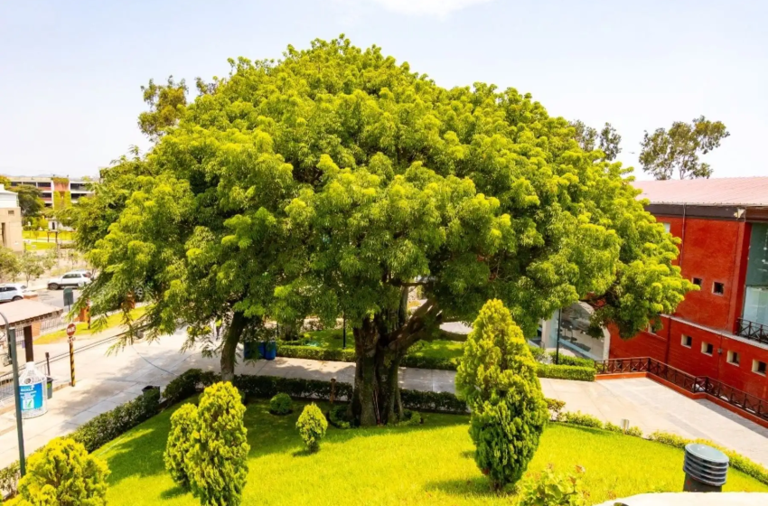  Surco declara cuatro nuevos árboles patrimoniales en el Parque de la Amistad