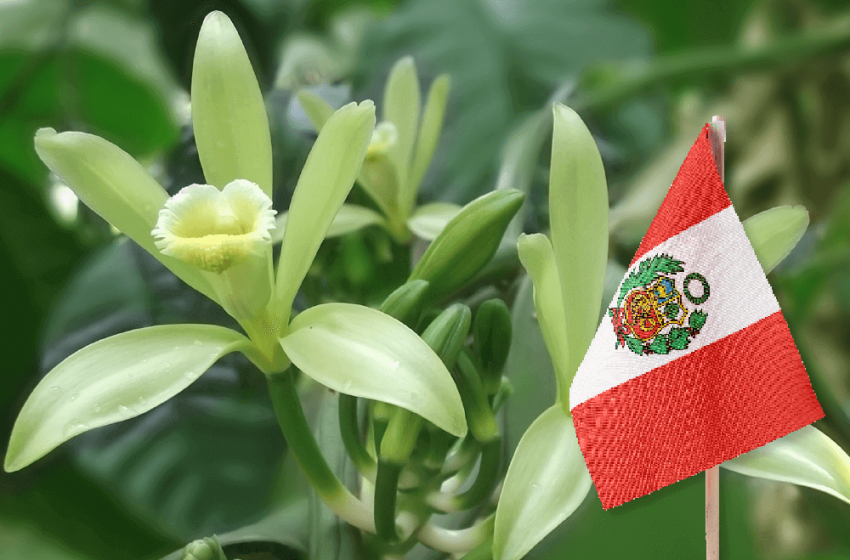  El «boom» de las especias: Perú se consolida como potencia en vainilla y condimentos