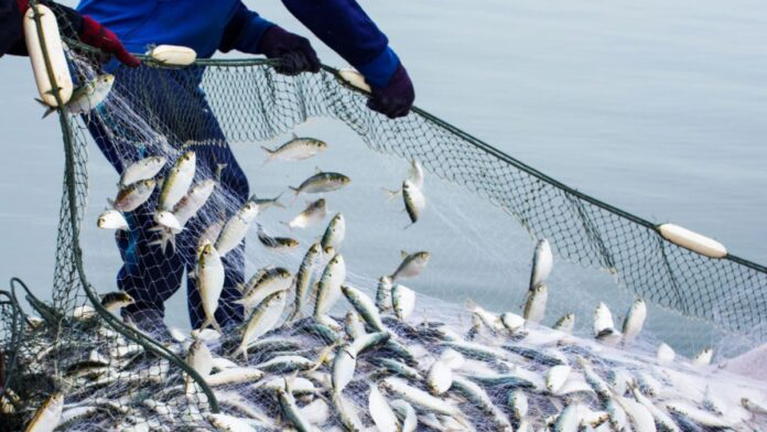  Pesca en jaque: Amnistías del Ejecutivo complican la entrada de Perú a la OCDE